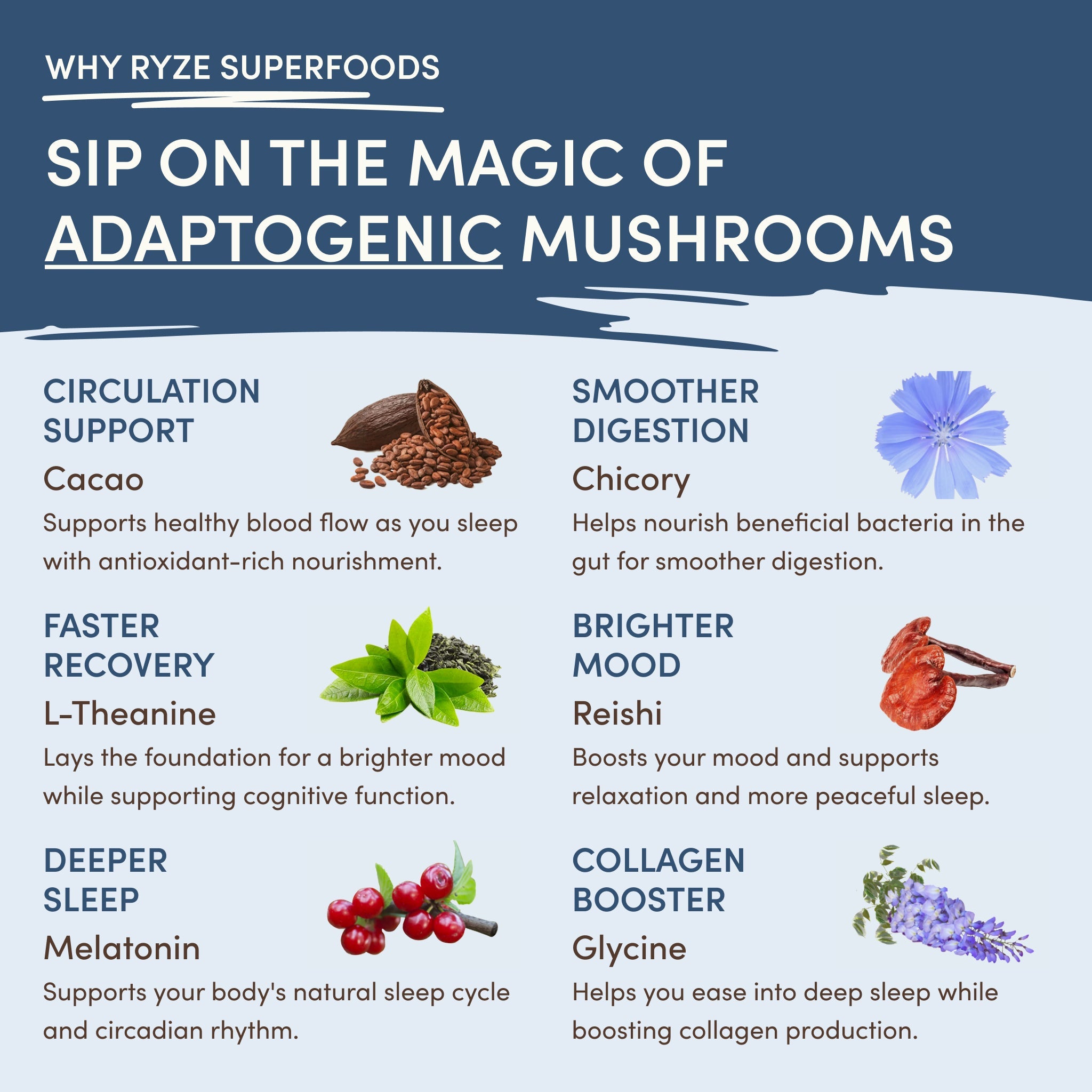Mushroom Hot Cocoa (20 servings) - for Simple Nighttime Preparation
