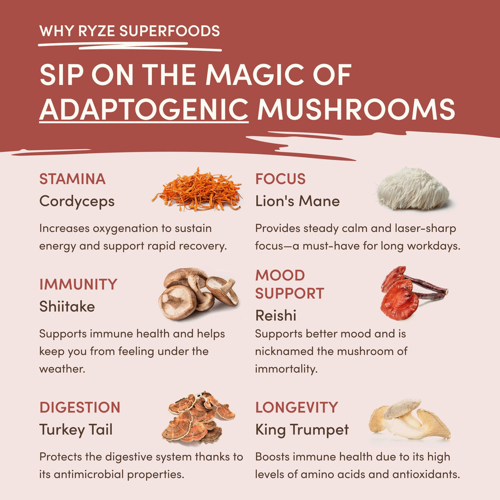 Mushroom Chicory (30 Servings) - for Simple Morning Drink Routines